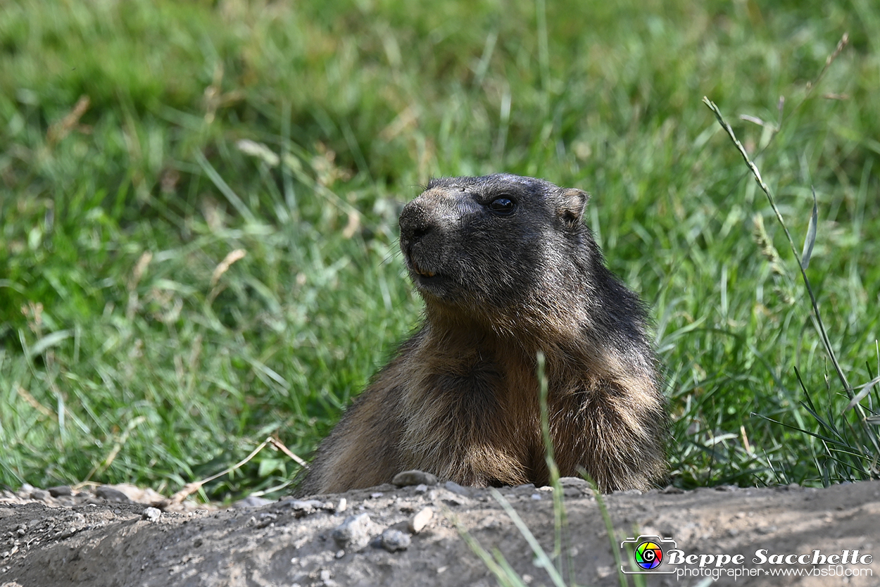 VBS_1 -  Plateau du Mont-Cenise, Grand Croix, Marmotte_-_0091 mt.jpg
